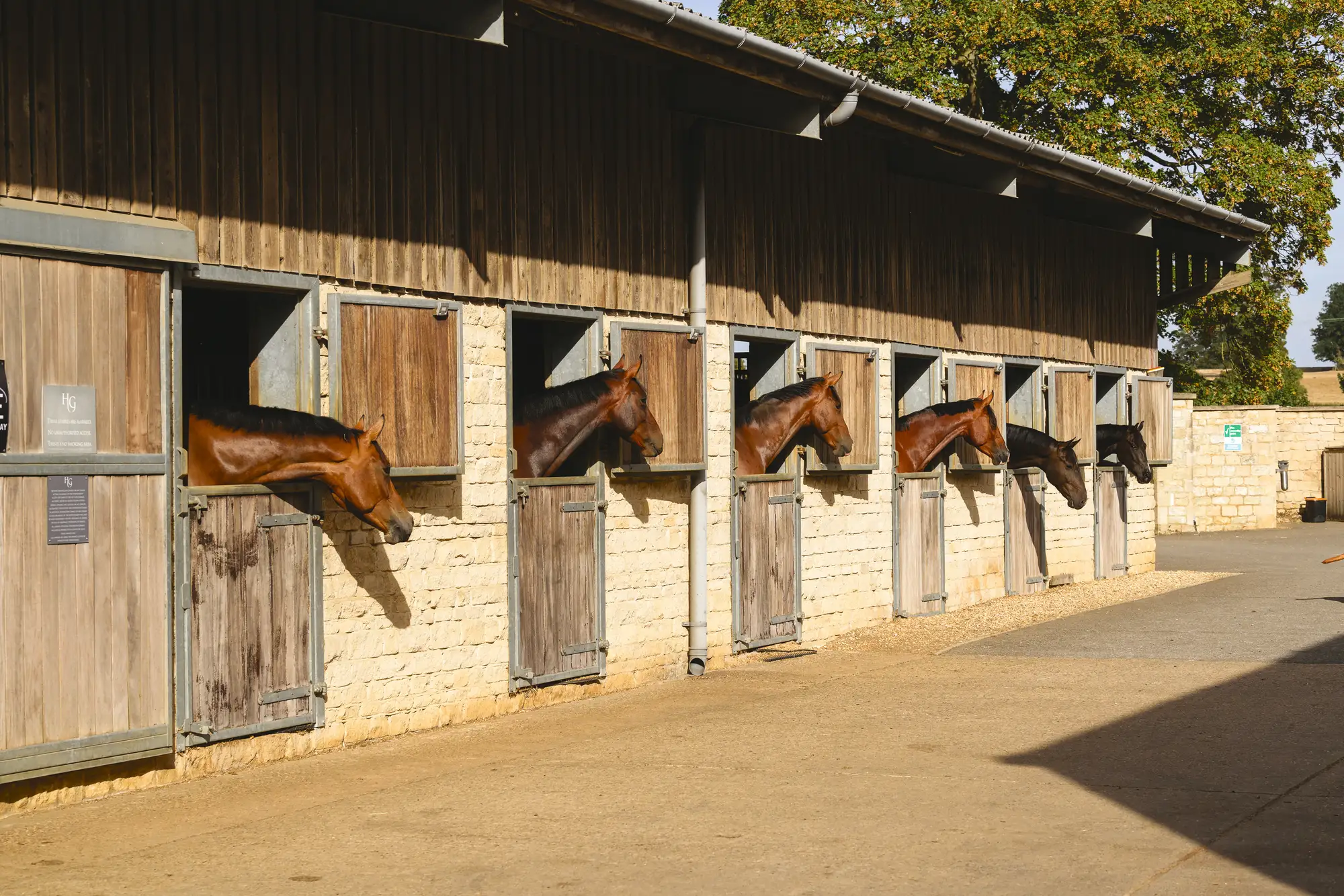 A line of stables with horse&amp;rsquo;s heads looking out of the stable doors