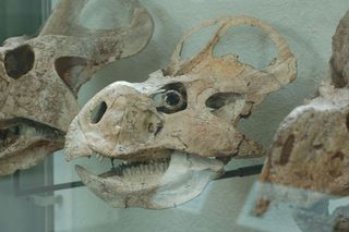 the skull of a Protoceratops andrewsii showing its frill