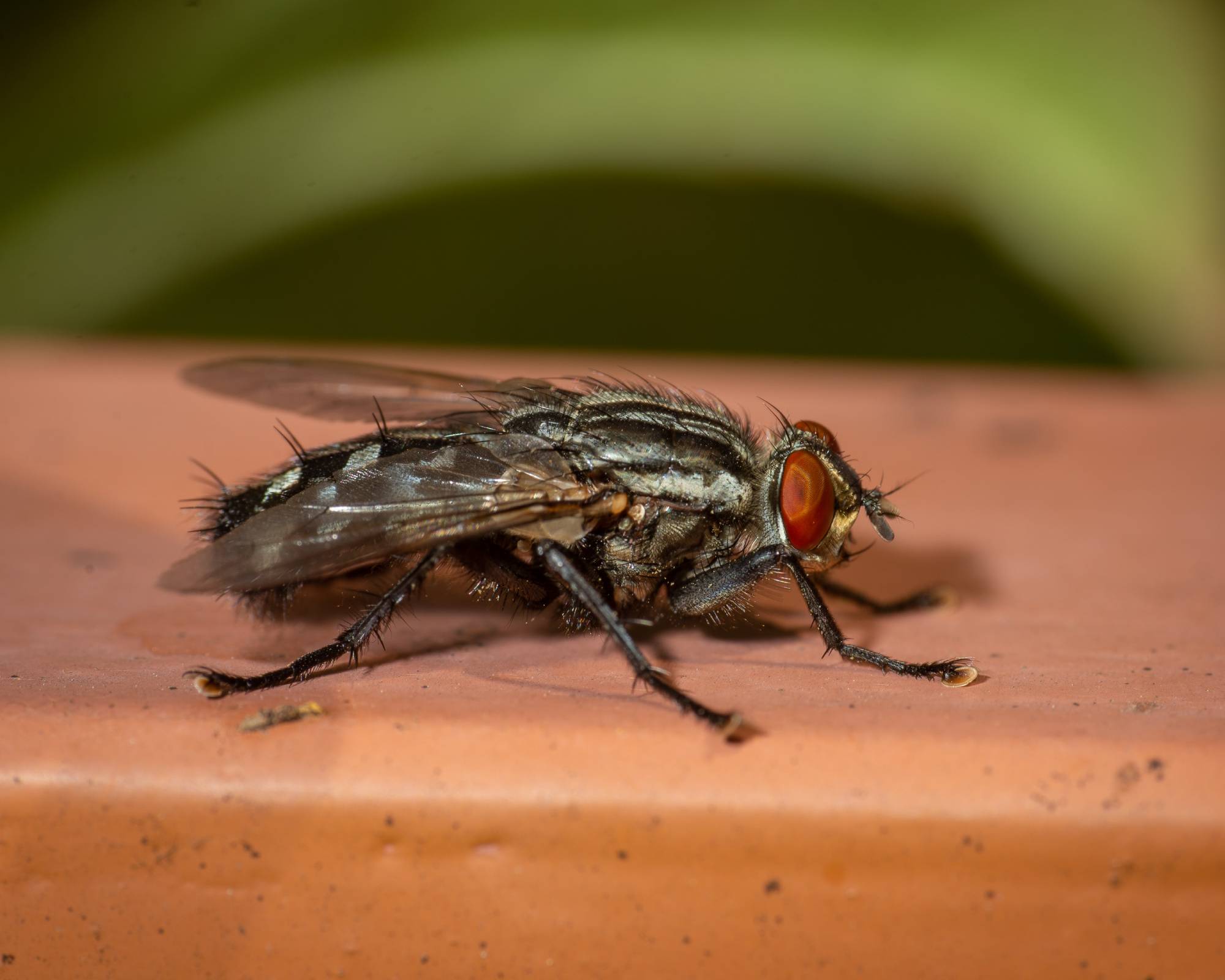 Cluster fly on railing