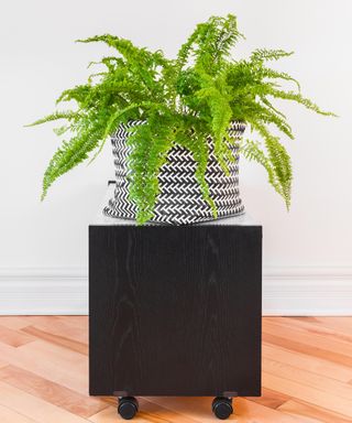 Boston fern plant in a black and white basket, on a side table with wheels.