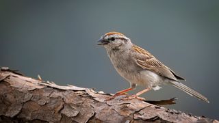 Chipping sparrow