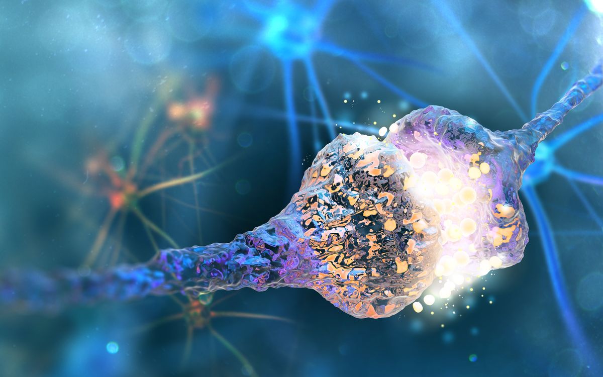 A synapse where a signal travels from one neuron to the next.