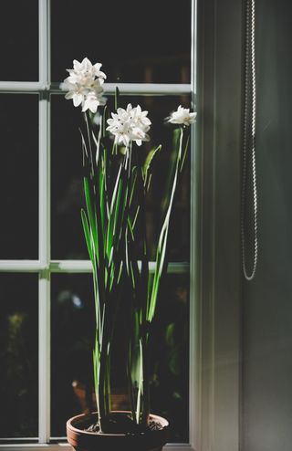 Paperwhites flowering on windowsill