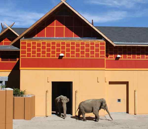 Tina and Jewel, the two female Asian elephants who will be living in the LA Zoo's new elephant habitat.