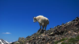 A mountain goat on Quandary Peak in Colorado
