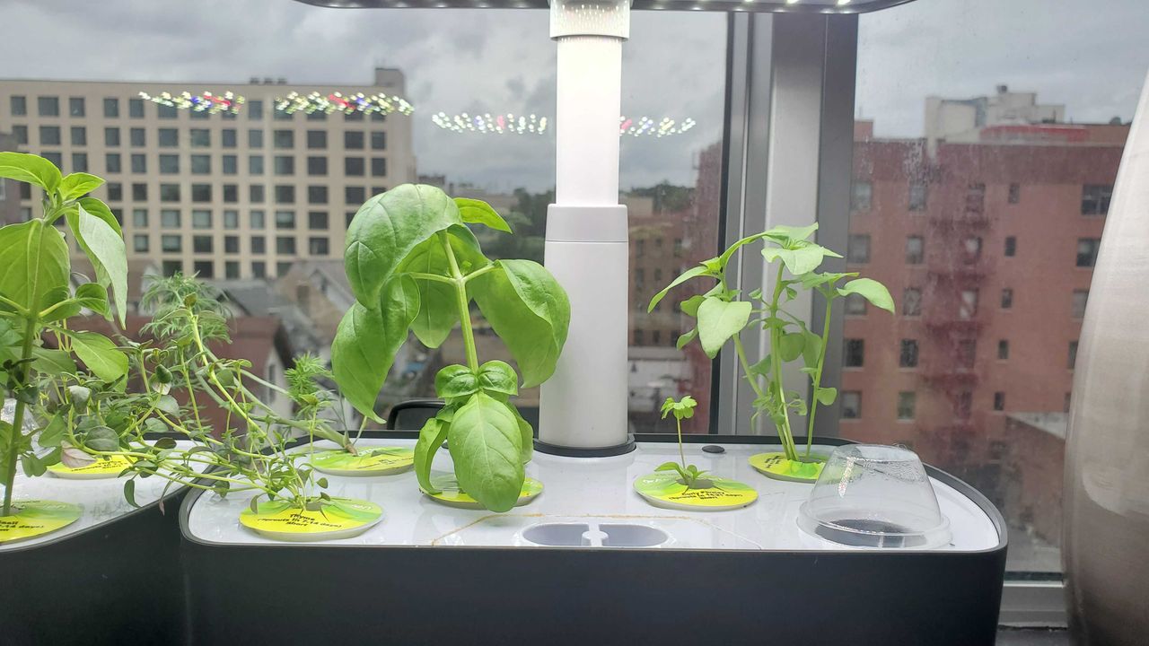 plants growing in AeroGarden Harvest