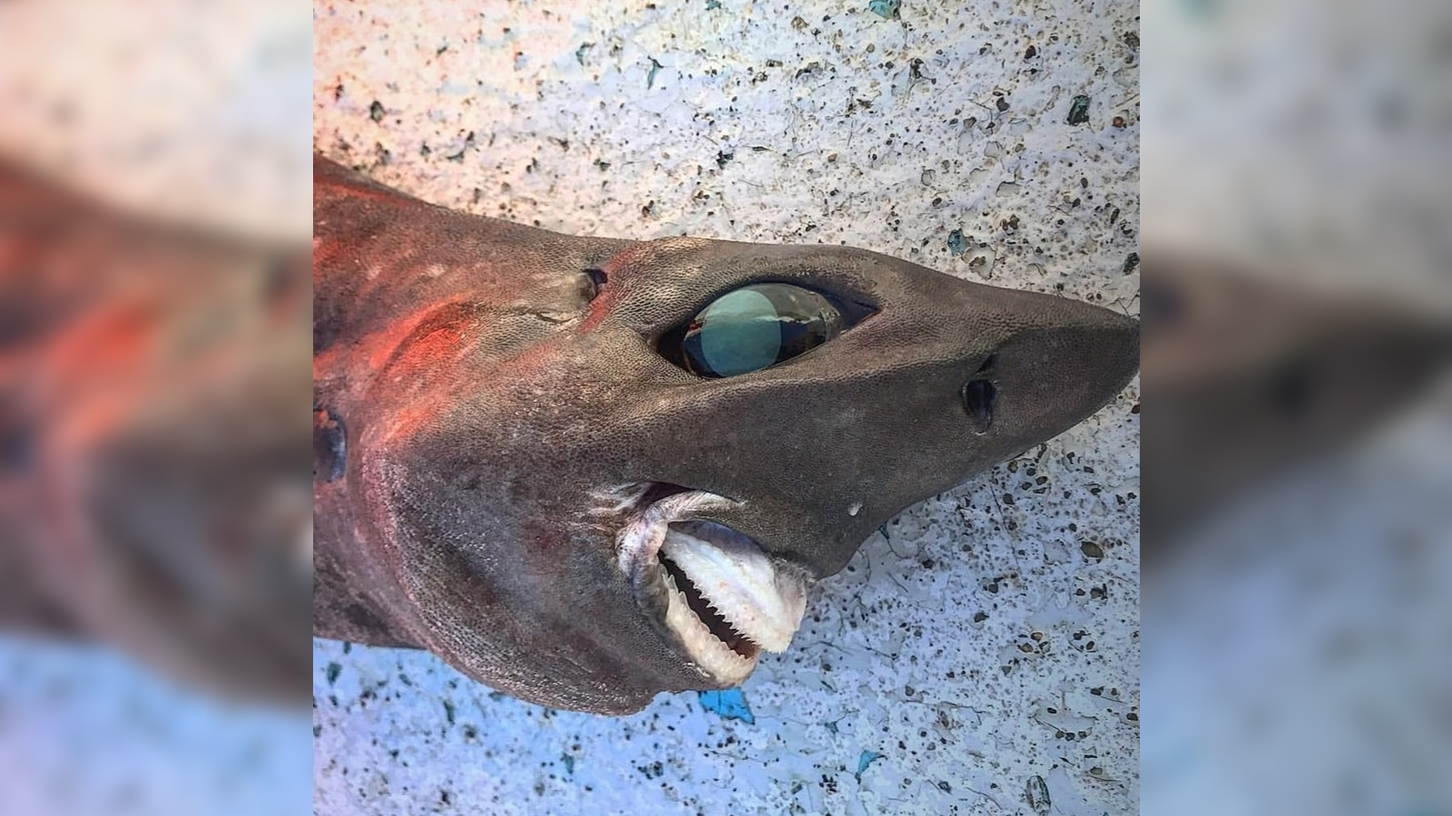 A close-up of the mysterious shark that was accidentally dragged up from the depths.