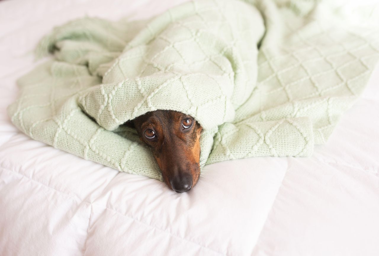 A dachshund wrapped snugly in a pale green blanket, peeking out with wide eyes.