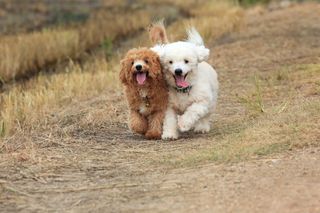 Two poodle dogs running in the grass.