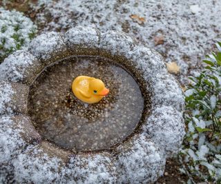 A rubber duck swims in a bird bath during cold weather to stop the water freezing