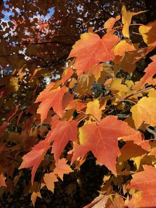 Freeman maple in full autumn color