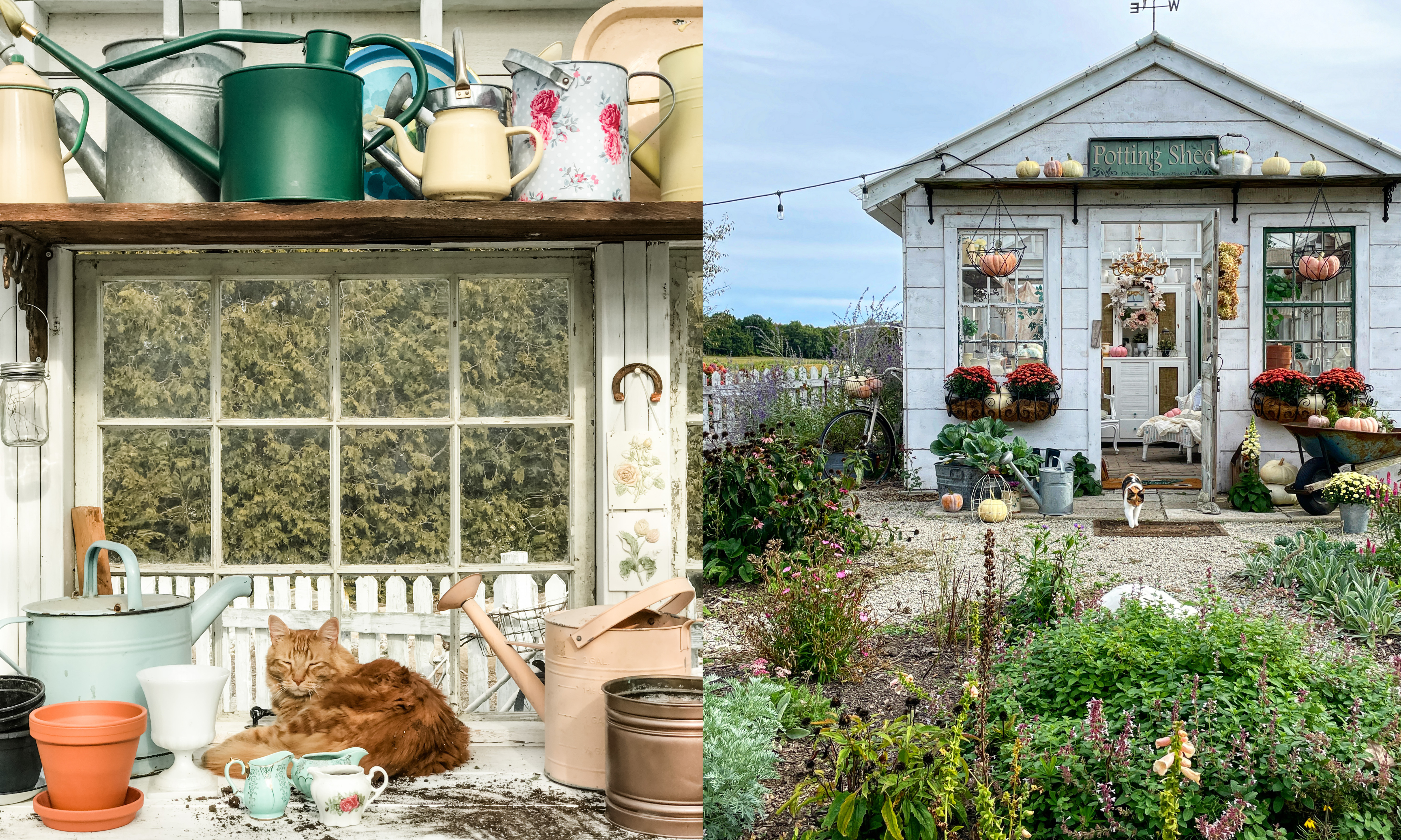 Split image of ginger cat sat on potting bench with watering cans, and outside of wooden potting shed in fall