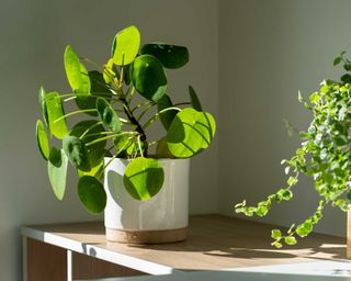 an indoor potted Chinese money plant in the sunshine