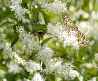 A female hackberry emperor butterfly feasting on privet flowers