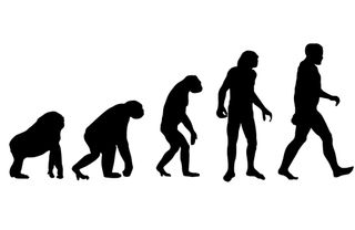 Humans evolved from four-legged apes that spent time in trees to walking upright.