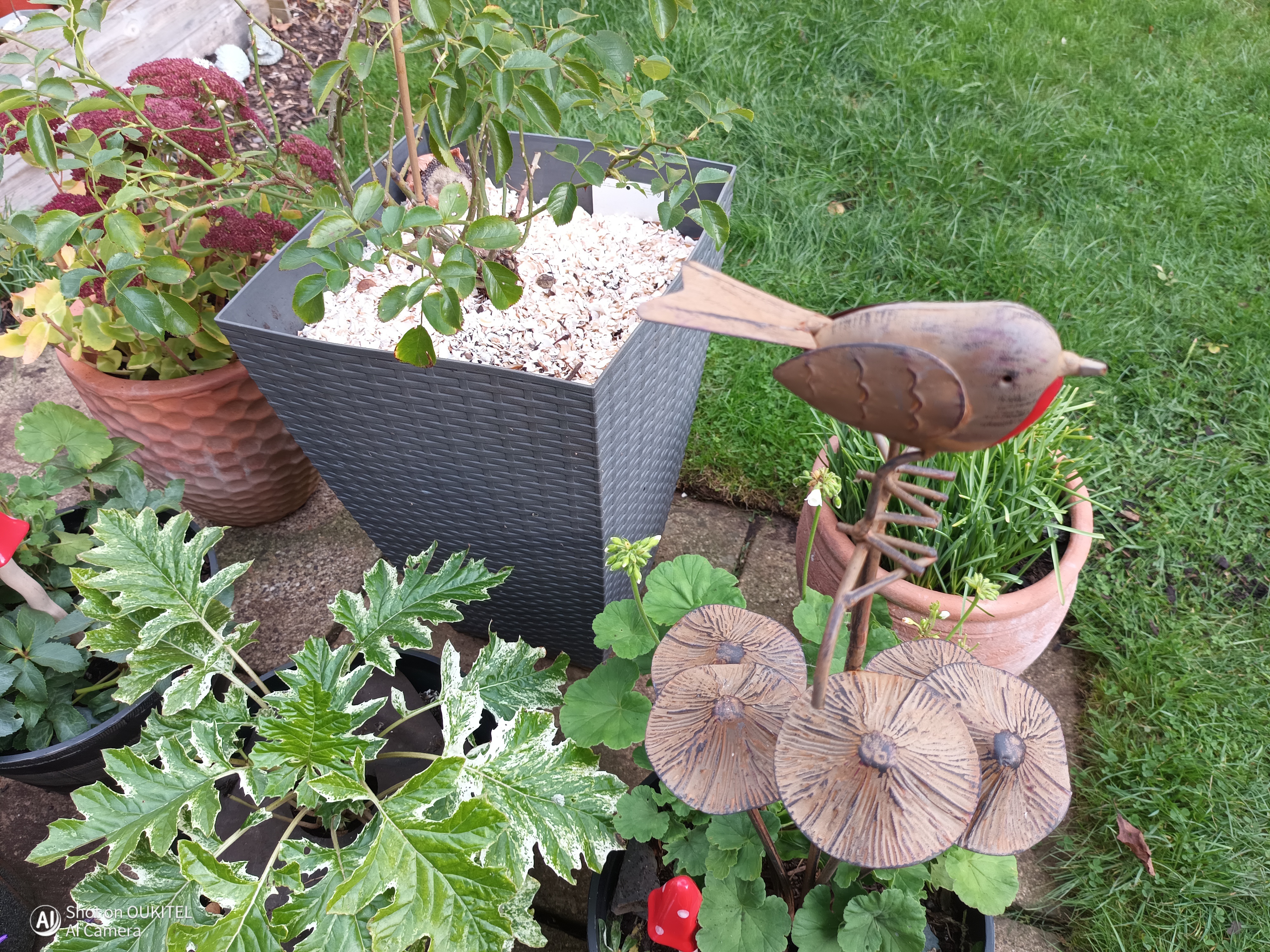 Oukitel WP60 Example Images