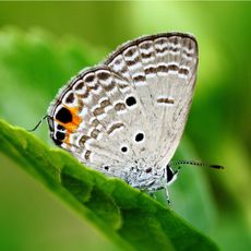 butterfly on plant