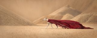 A dog wearing a red cape in a desert setting