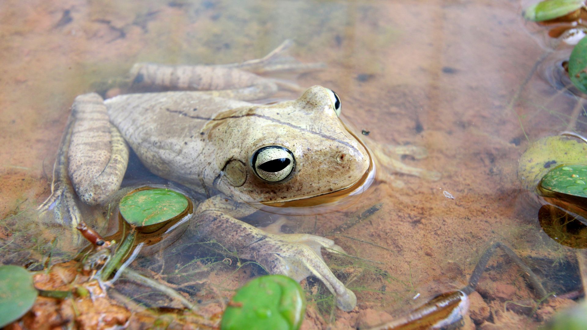 Xenopus Clawed Frog sat in pond water