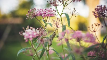 Monarch caterpillar crawling on pink milkweed