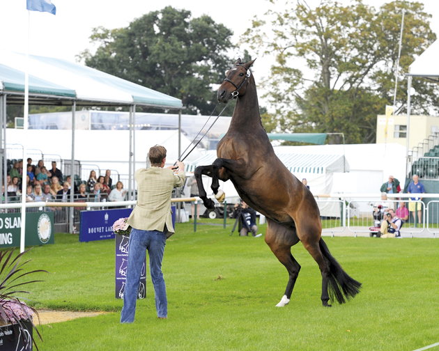 Burghley 2014 1st Trot