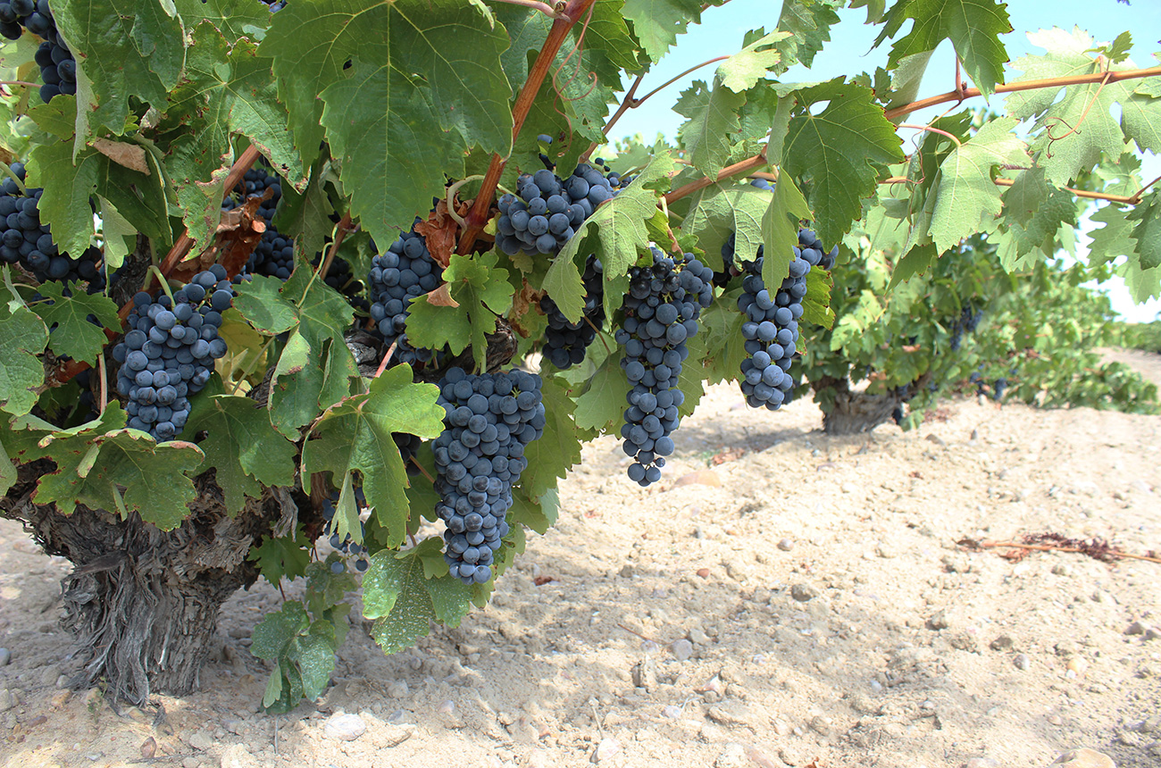 Toro_Grapes_vine.jpg