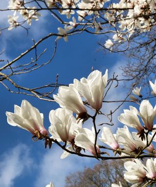 trees that add value to a property: magnolia