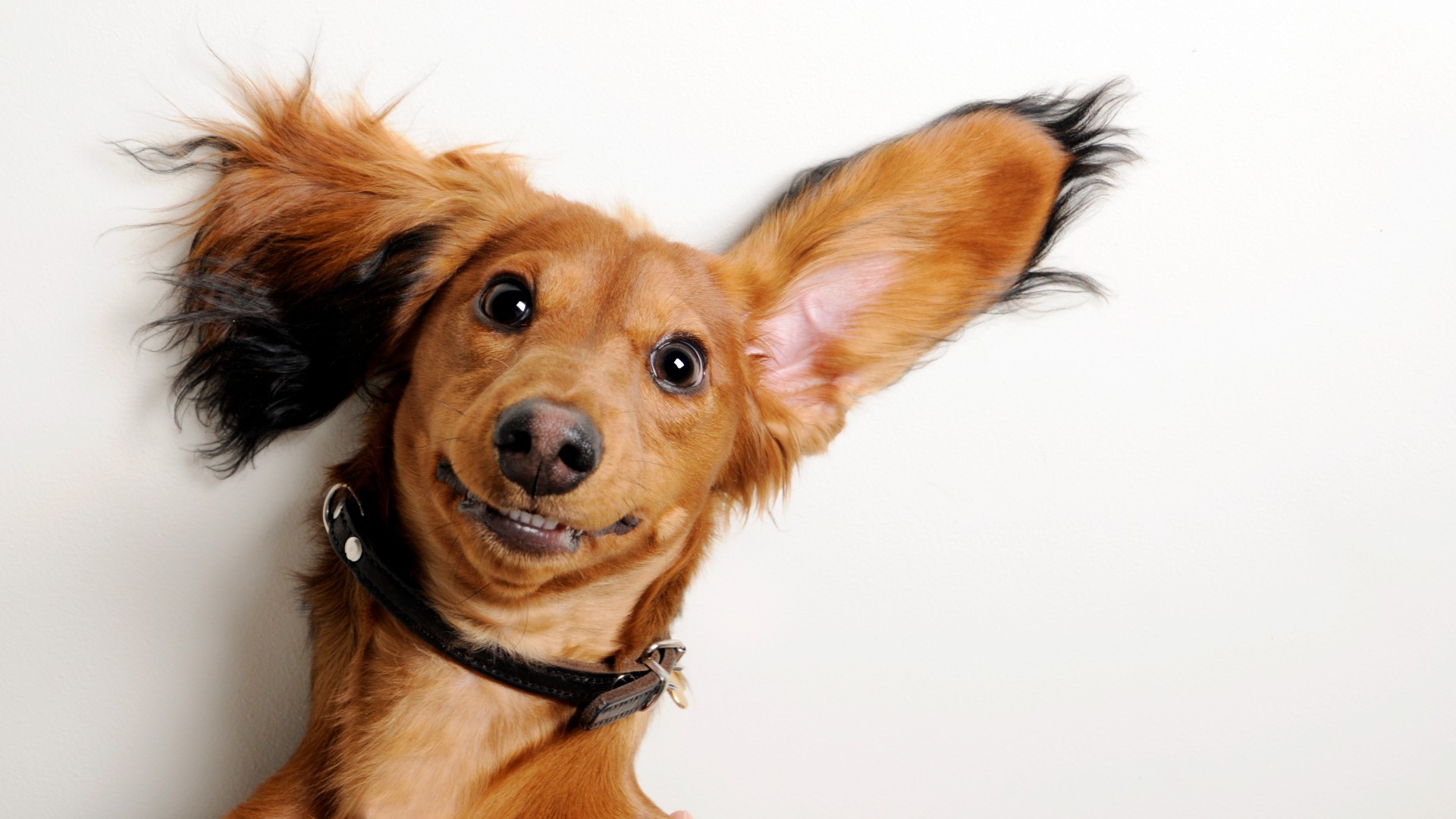 A smiling dog lying down with one ear flopped up on a white background.