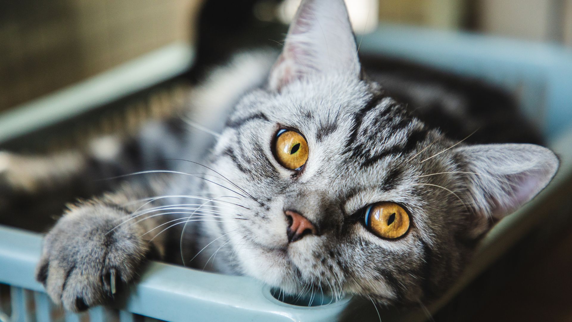 American Shorthair in a blue basket
