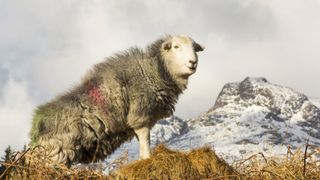 right to roam: herdwick sheep and snowy Lake District mountain