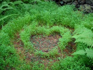 invasive grass species shaped to form a heart.