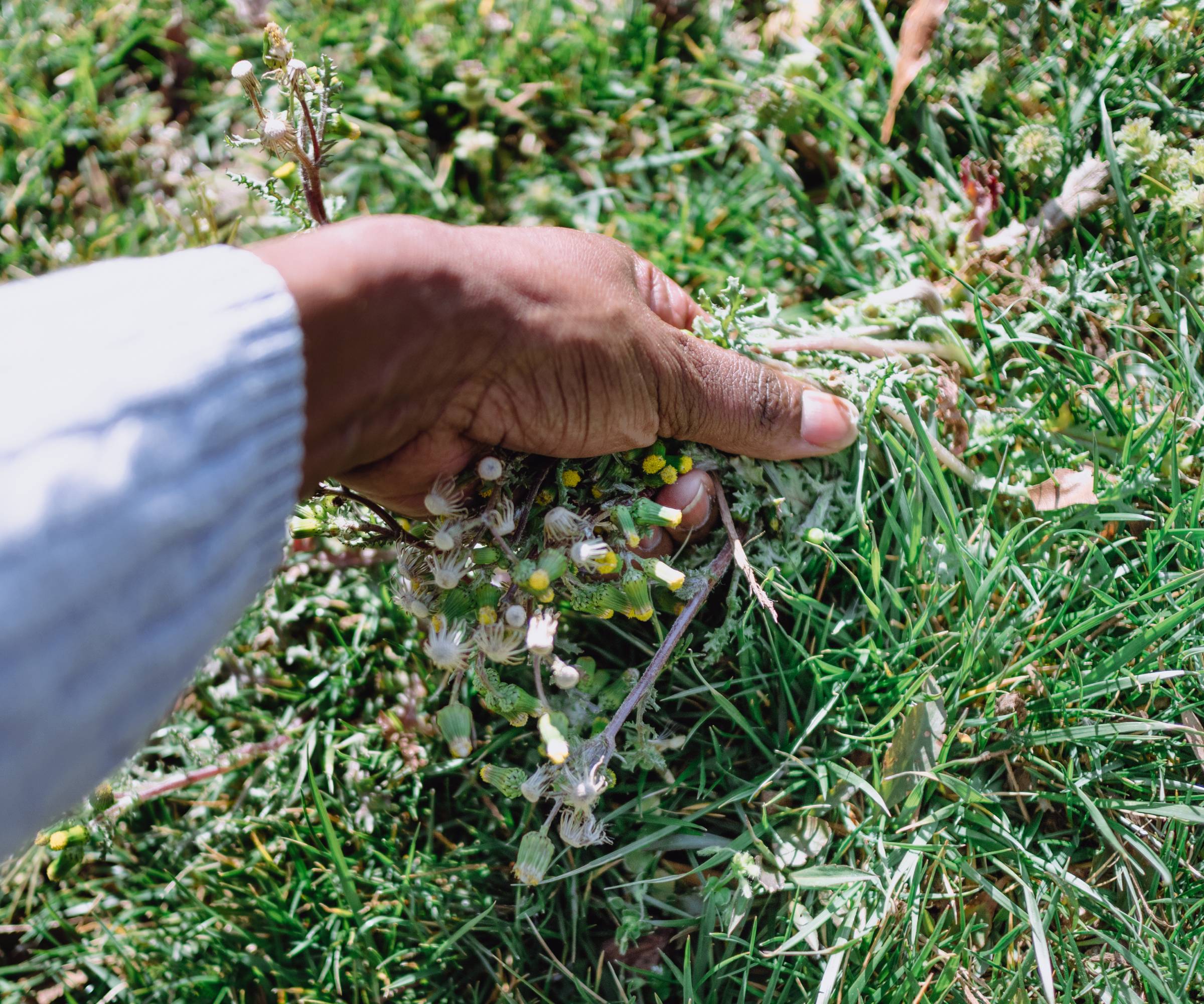 A hand pulling weeds from a lawn