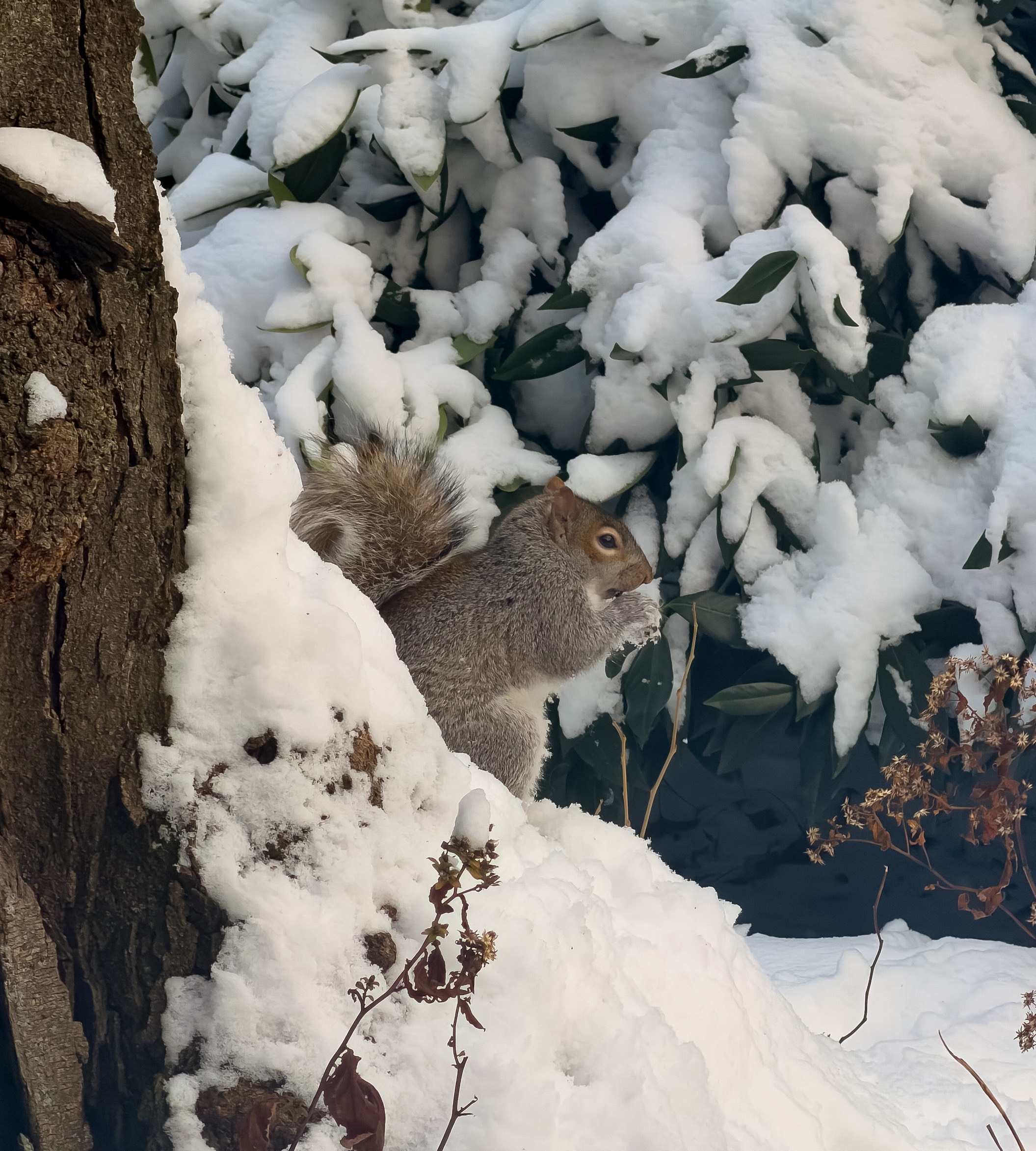 GuruShots - February 2026