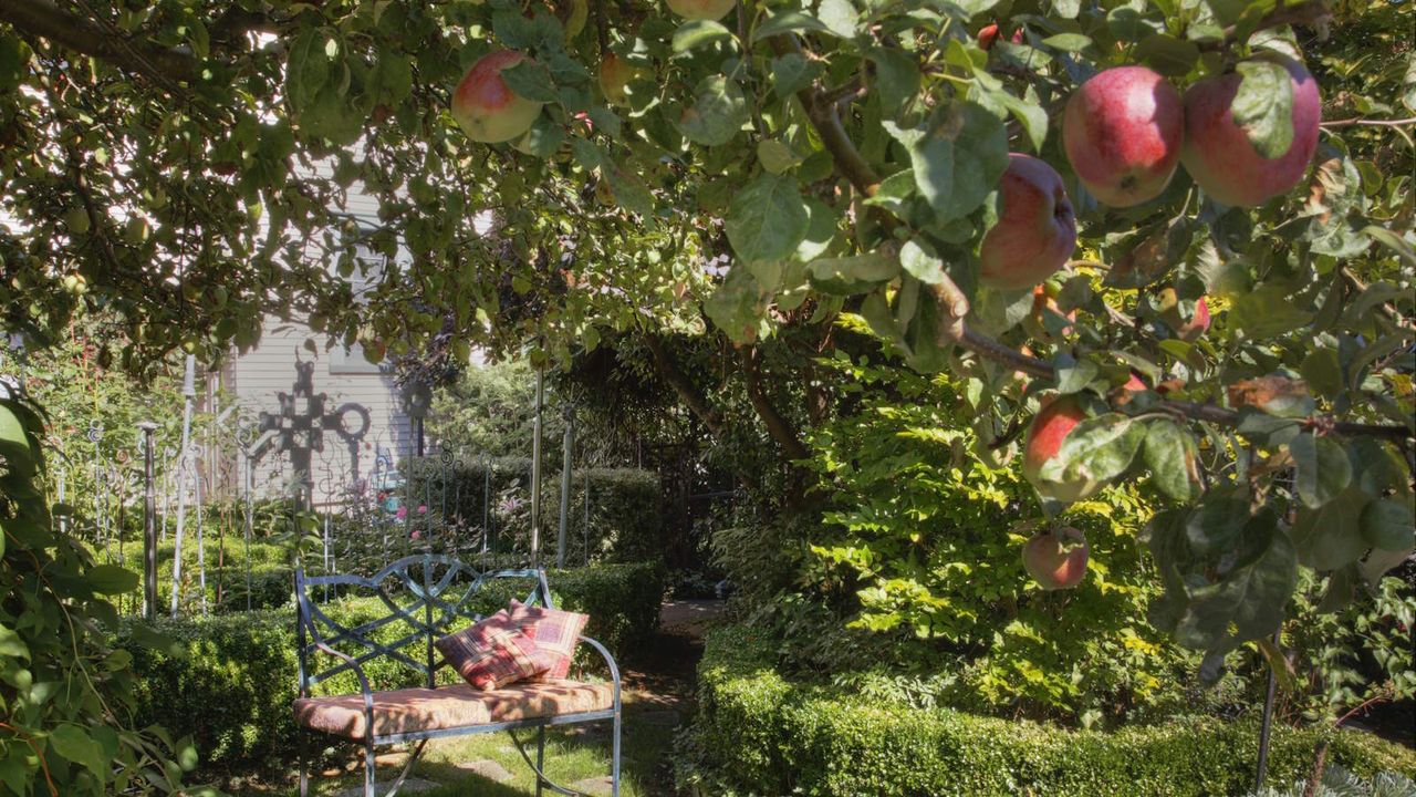 A bench under an apple tree in a backyard garden