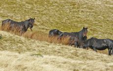 dales-wild2.jpg