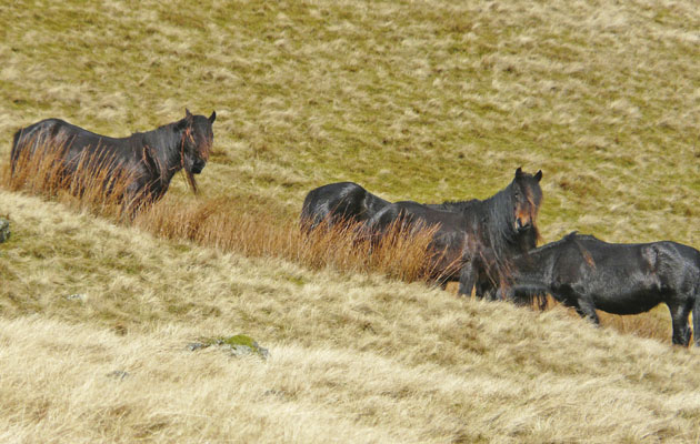dales-wild2.jpg