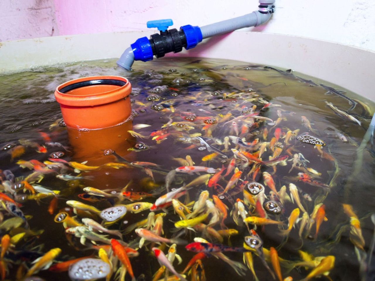 Fish In Aquaponics System