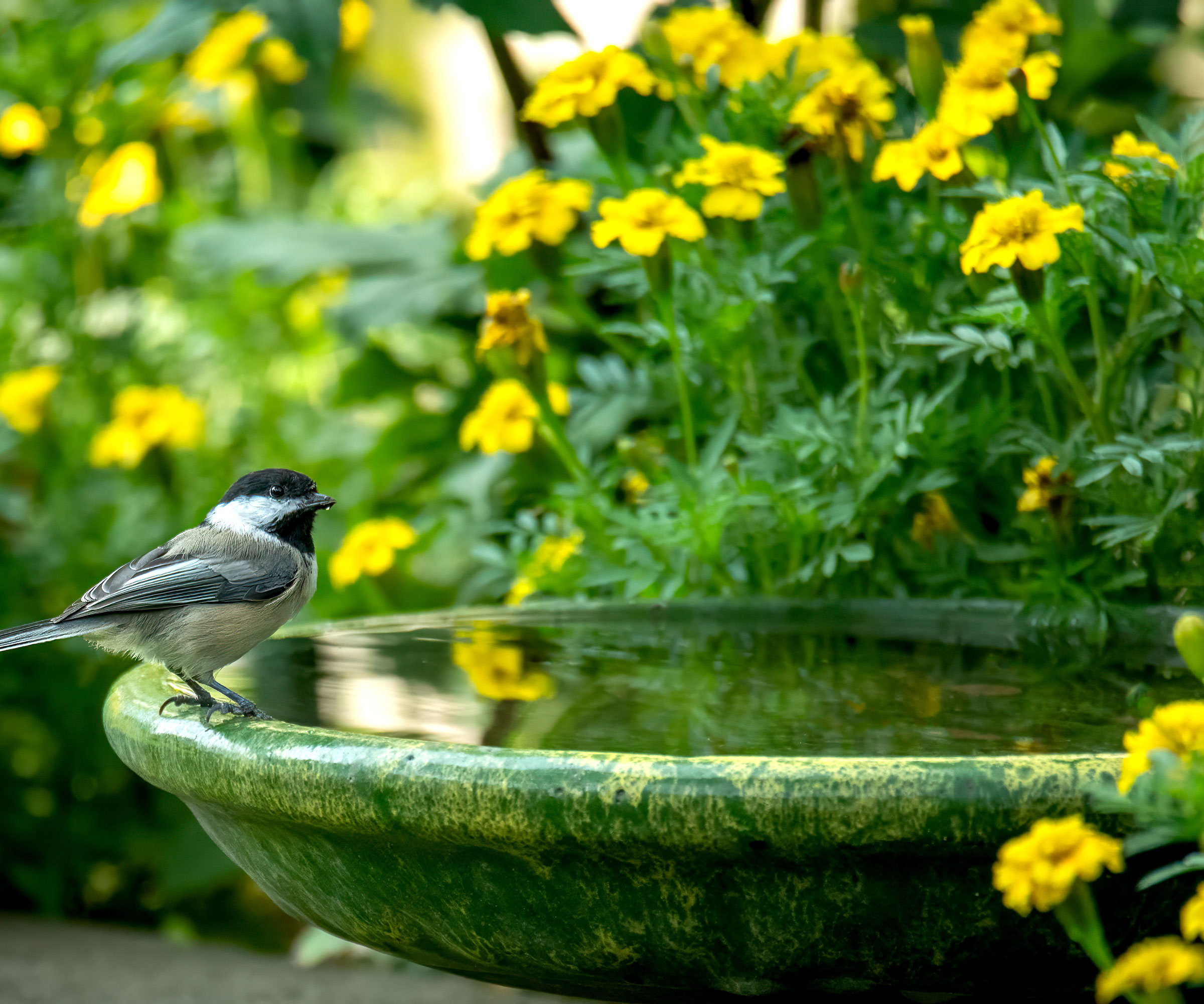 chickadee on green tinted bird bath with plants
