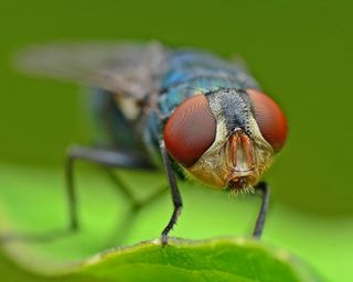 A fruit fly in closeup