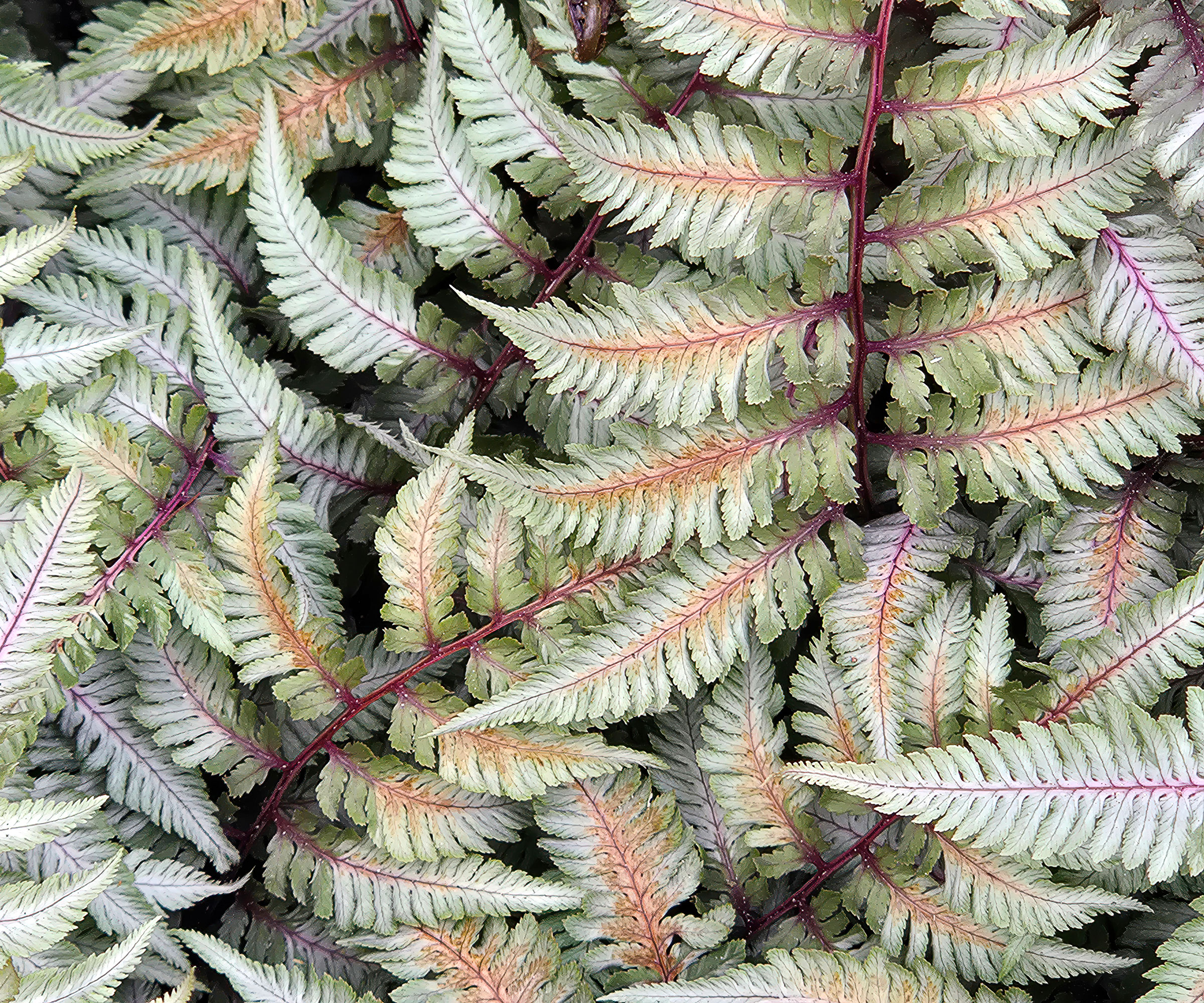 Japanese painted fern athyrium with silver green leaves and copper banding