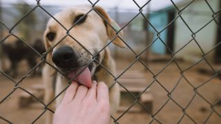 Dog licking person's hand