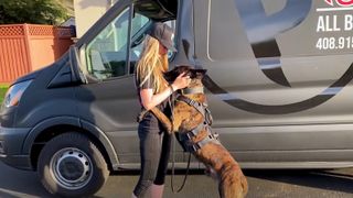 Dutch Shepherd dog Ozzy jumping up on owner Erin