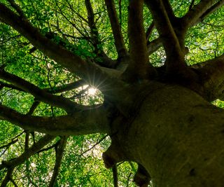Looking up the the canopy of a large tree