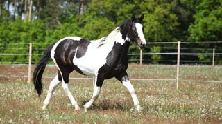 paint horse trotting in field