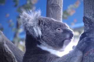 Koalas arrive at Longleat in Animal Park