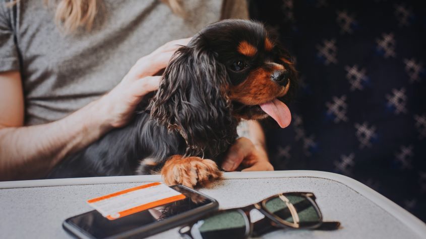 King Charles Spaniel puppy on train