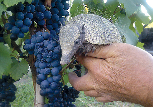 Armadillos are just one of the many species of fauna and flora that now cohabit Bodega Chacra&amp;rsquo;s rejuvenated vineyards