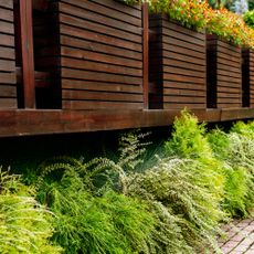 green plants growing under a deck in garden