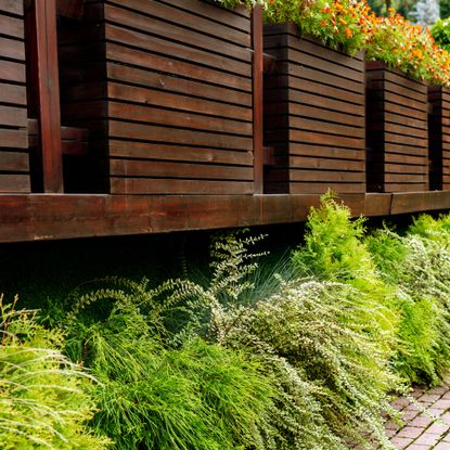 green plants growing under a deck in garden