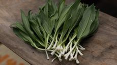 Freshly harvested wild ramps on a wooden background